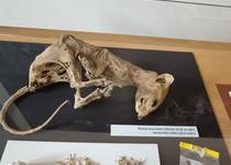 Moravský kras pod mikroskopem