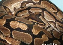 Adopce zvířat v brněnské ZOO